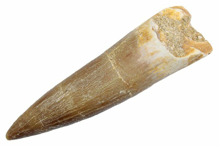 Fossil Plesiosaur (Zarafasaura) Tooth - Morocco #370242